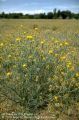 Mature Yellow Star Thistle