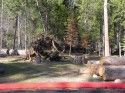 Fallen Trees from Wind in Twain Harte