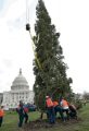 U.S. Capitol Christmas Tree