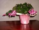 Christmas Cactus