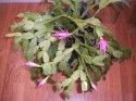 Flowering Christmas Cactus