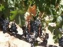 Wine Grapes