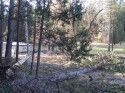 Trees Fall Into A Power Line In Twain Harte