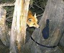 Sierra Nevada Red Fox