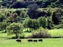 Cattle