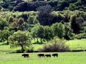 Tuolumne County Farm Bureau BBQ Dinner & Auction