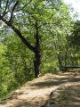 Dragoon Gulch