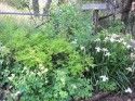 Demo Garden Shade Natives