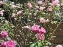 Belochi Climbing Roses