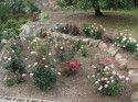 Belochi Rose Garden