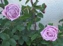 Belochi Roses