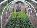 Belochi veggie garden