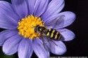 Adult Syrphid Fly