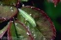Syrphid Fly Larva eating rose aphids