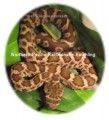 Northern Pacific Rattlesnake - Hatchling