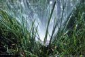 Lawn Irrigation