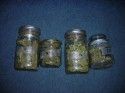 Sonora Marijuana Bust
