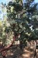 Manzanita