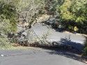 Oak Fell On Power Pole