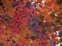 Autum Leaves