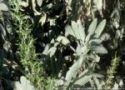 Rosemary and sage