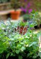 Fresh Garden Herbs