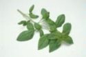 Basil
