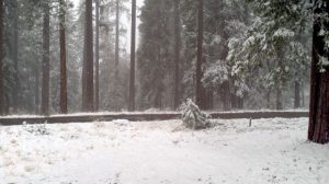 Snowfall in Tuolumne County