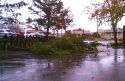 Tree Down In Bank Of America Parking Lot