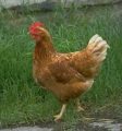 A Chicken