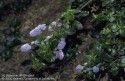 Wild California lilac (Ceanothus spp)