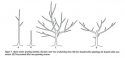 Fruit Tree Pruning
