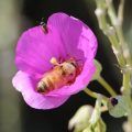 Bees