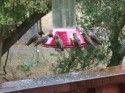 Lots of Hummers