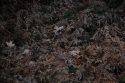 Clean Out Thatch From Ground Covers
