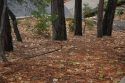 Some Mulch On Ground