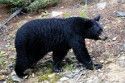 Black Bear