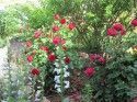 Rose Lenzo and Larry Hunter Garden