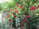Snapdragons: the “Jaws” of the Flower World