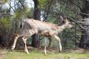 Deer Are Targeted By Non-Native Lice