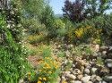 California Poppies