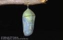 Monarch butterfly chrysalis.jpg