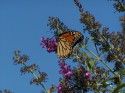 Monarch
