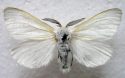 White Satin Moth.jpg