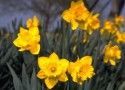 Daffodil