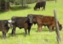 Cows