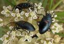 Halloween Horrors: The Dark Side of Mother Nature
