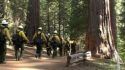 Fire Crews Enter the Tuolumne Grove - Rim Fire