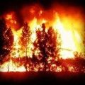 Rim Fire Tree Ablaze