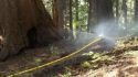 Sprinklers in Tuolumne Grove - Rim Fire
